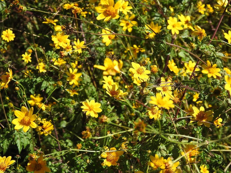 Bidens schimperi photo 5