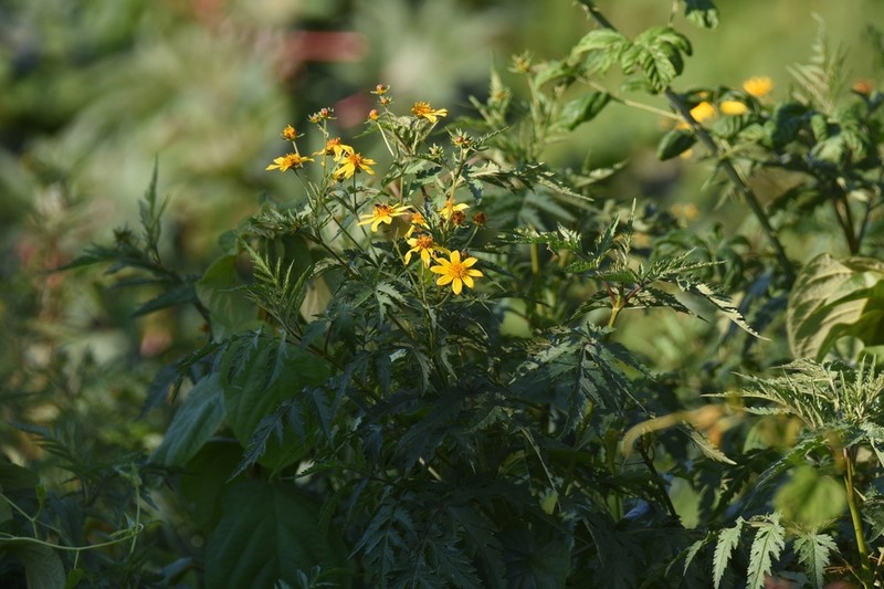 Bidens schimperi photo 6