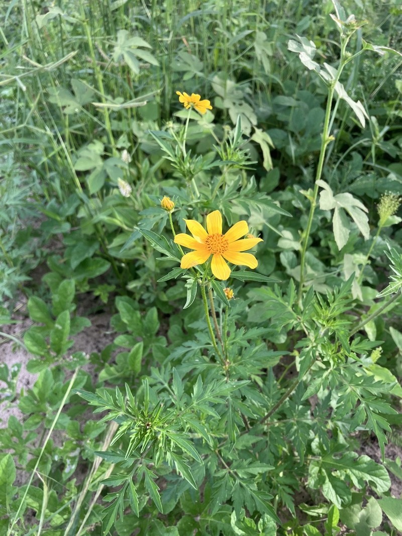 Bidens schimperi photo 7