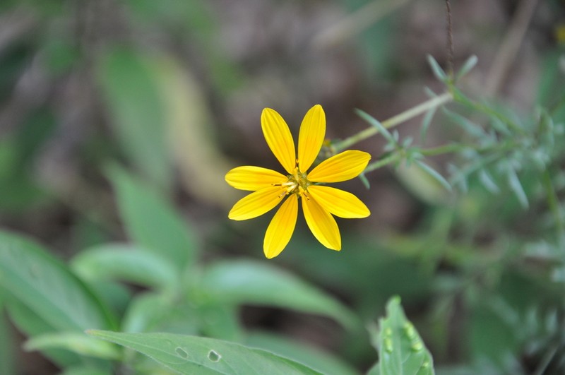 Bidens schimperi photo 8