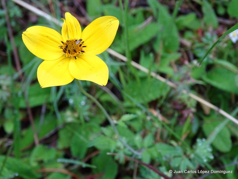 Bidens serrulata