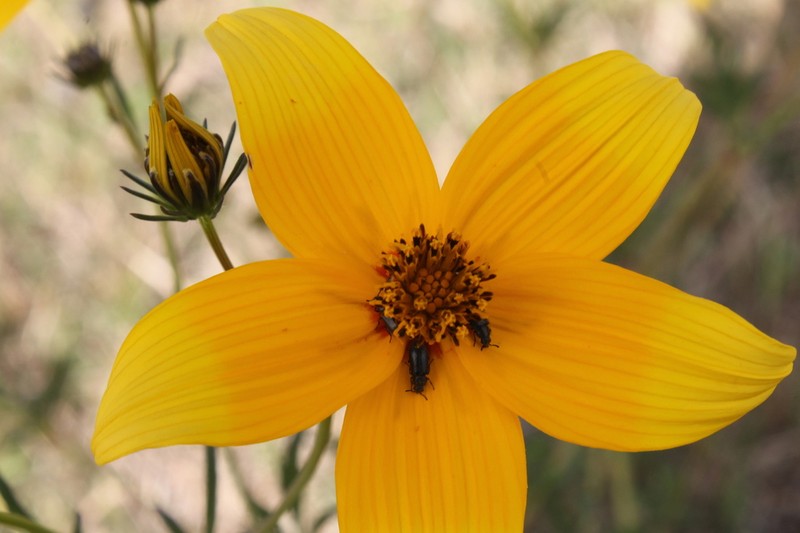 Bidens serrulata photo 2