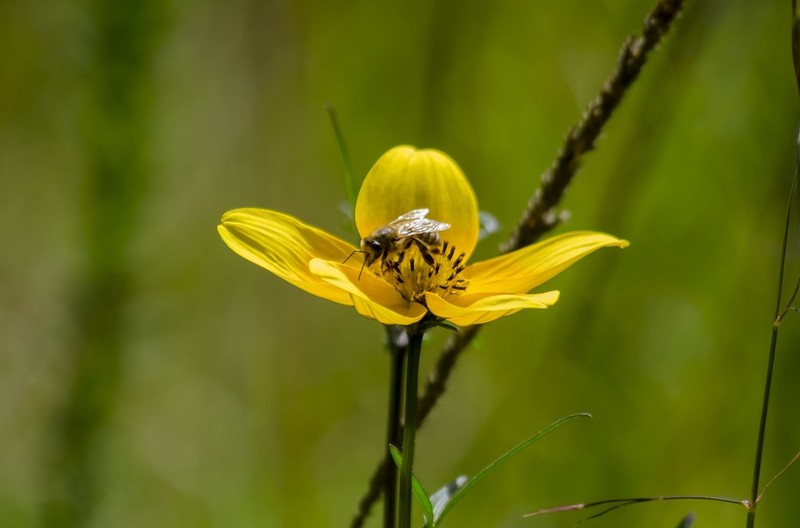 Bidens serrulata photo 3