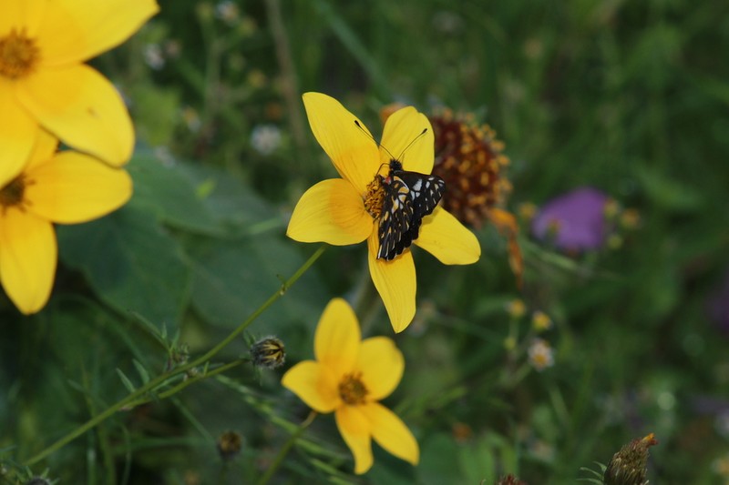 Bidens serrulata photo 4