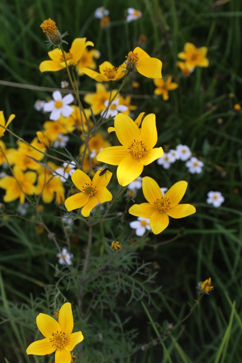 Bidens serrulata photo 5