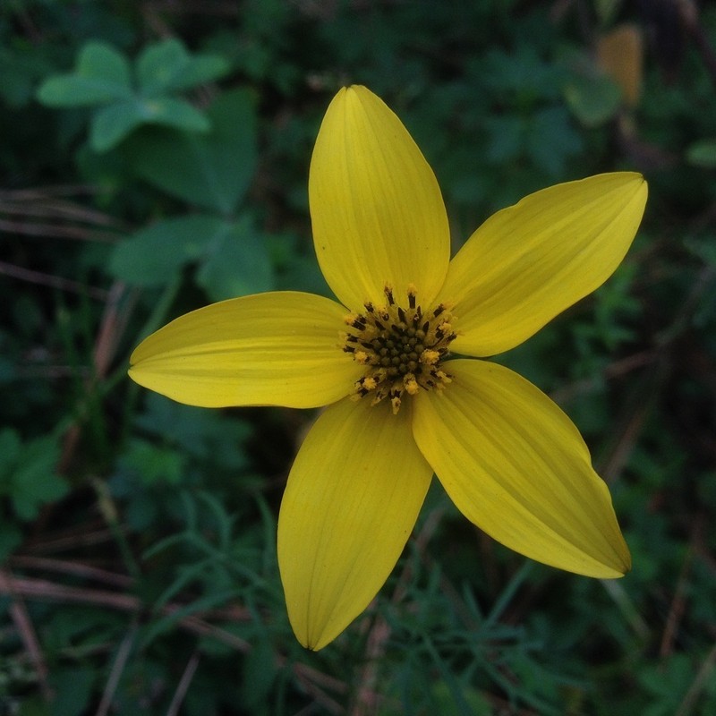 Bidens serrulata photo 6