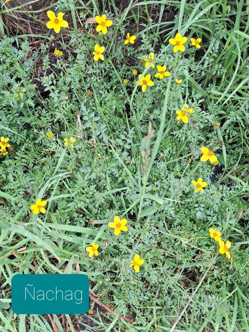 Bidens serrulata photo 7