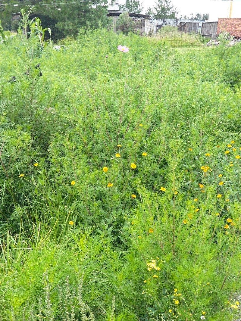 Bidens serrulata photo 8