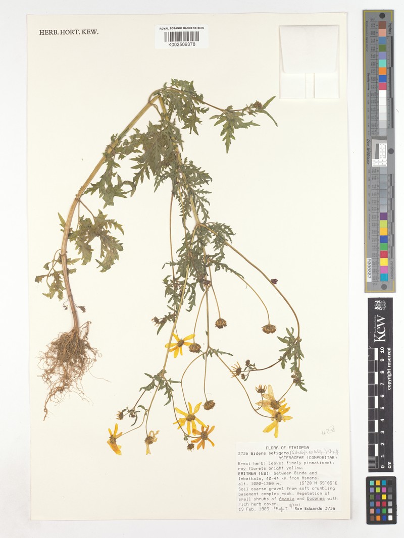 Bidens setigera