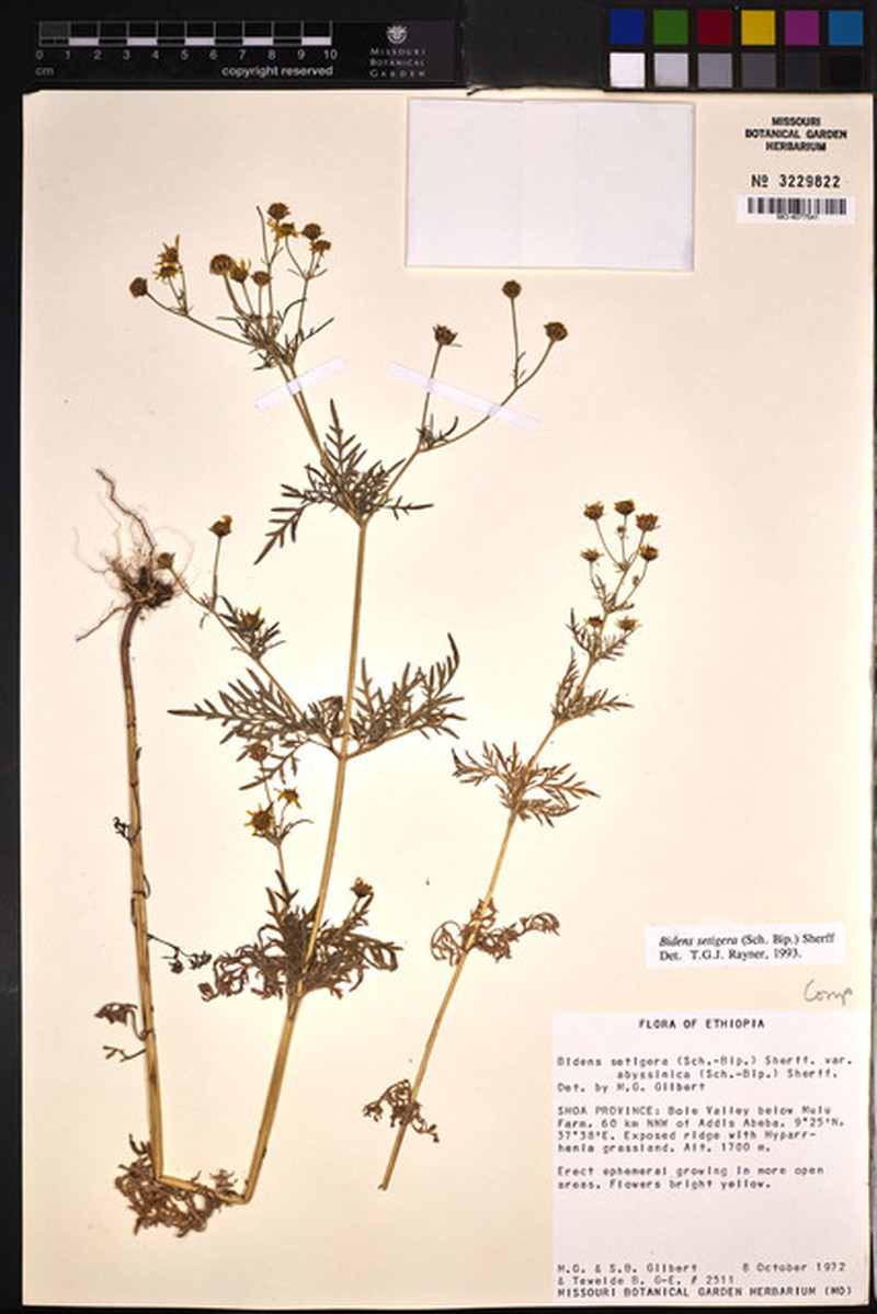 Bidens setigera photo 2