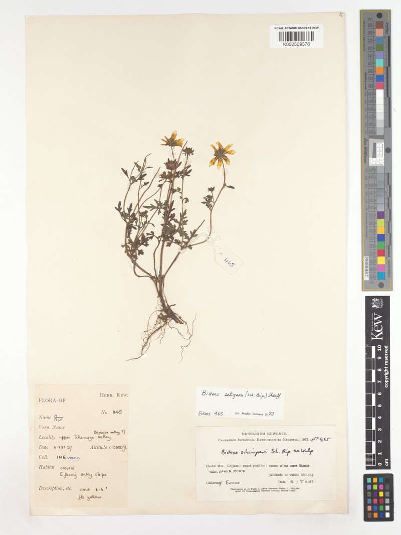 Bidens setigera photo 3