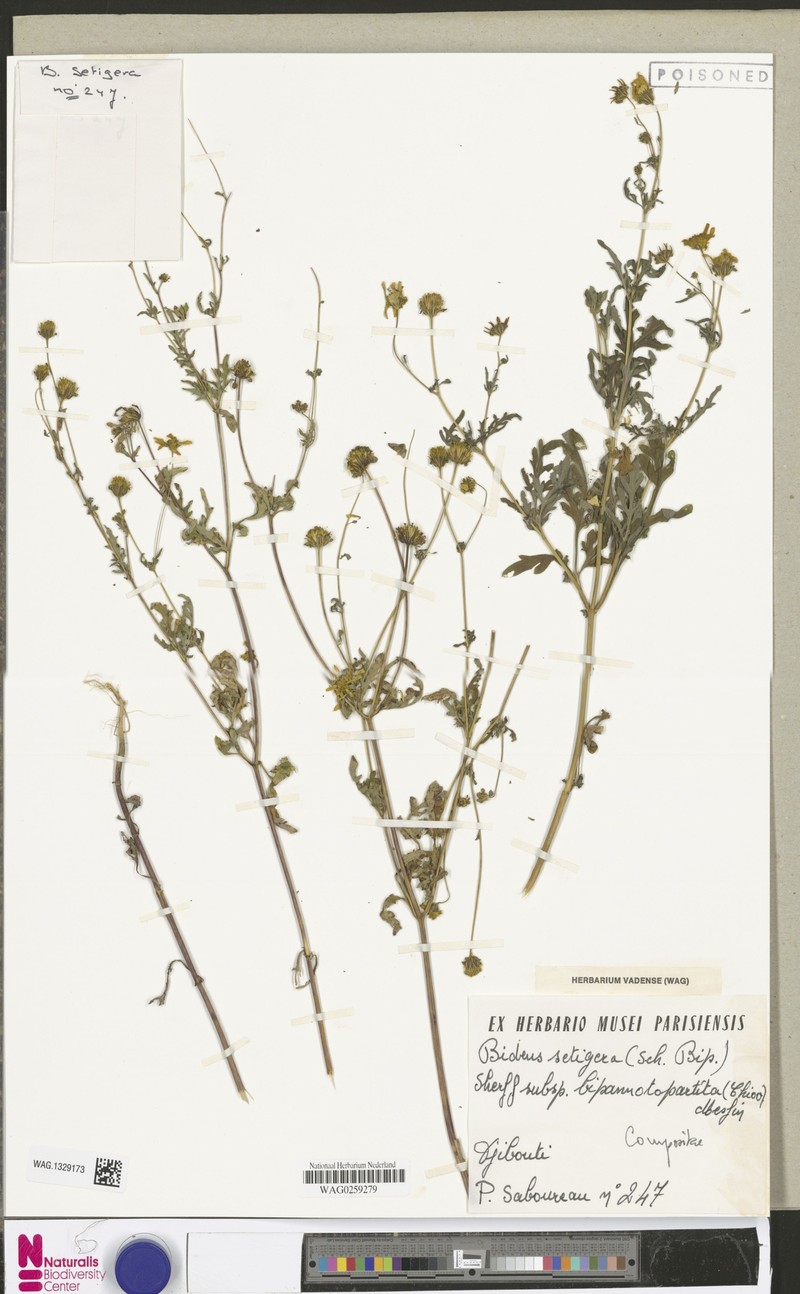 Bidens setigera subsp. bipinnatopartita