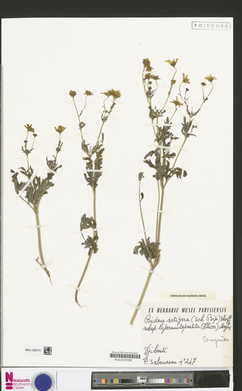 Bidens setigera subsp. bipinnatopartita photo 2