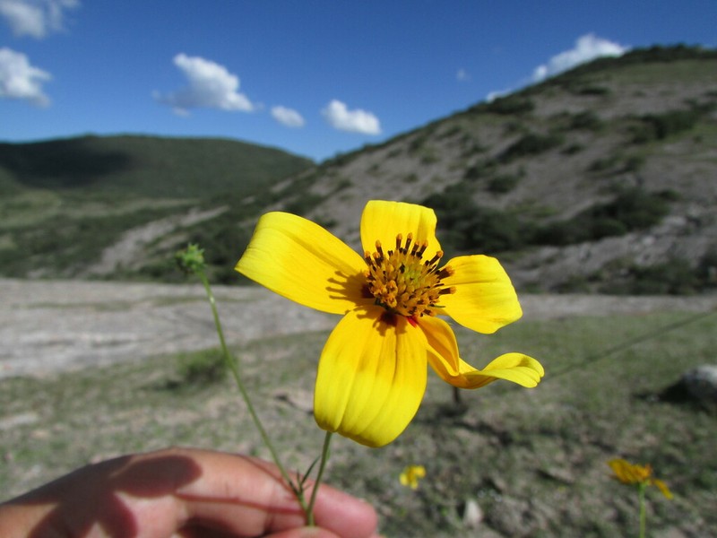 Bidens sharpii