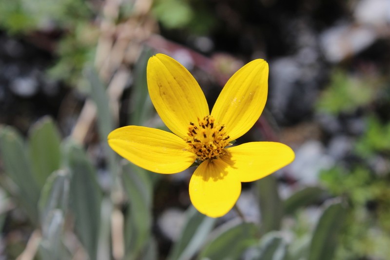 Bidens sharpii photo 2