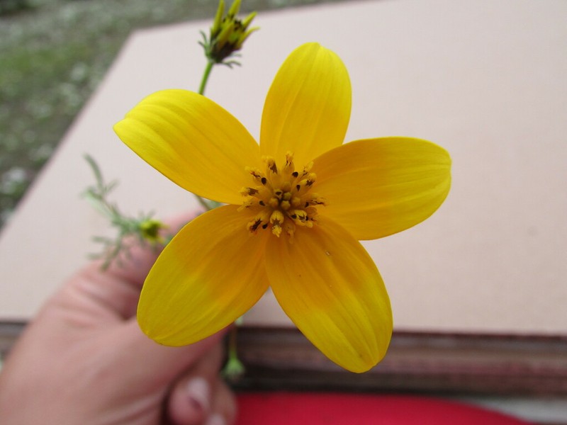 Bidens sharpii photo 3