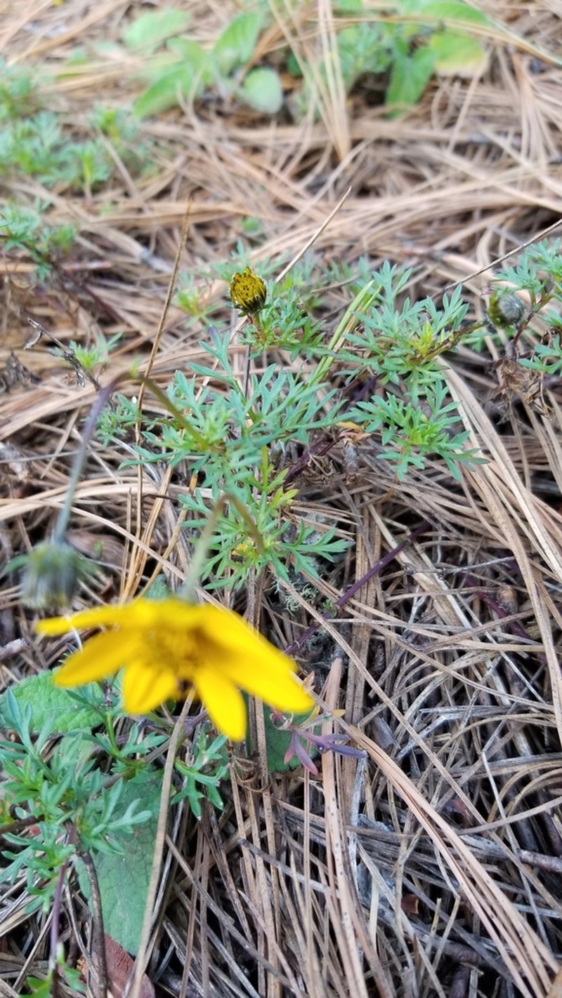Bidens sharpii photo 4