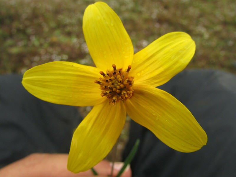 Bidens sharpii photo 5