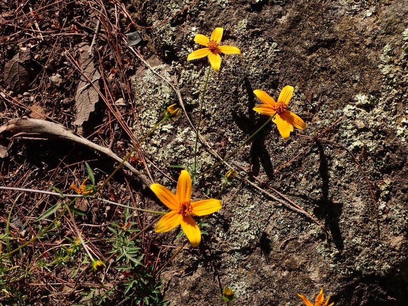 Bidens sharpii photo 6
