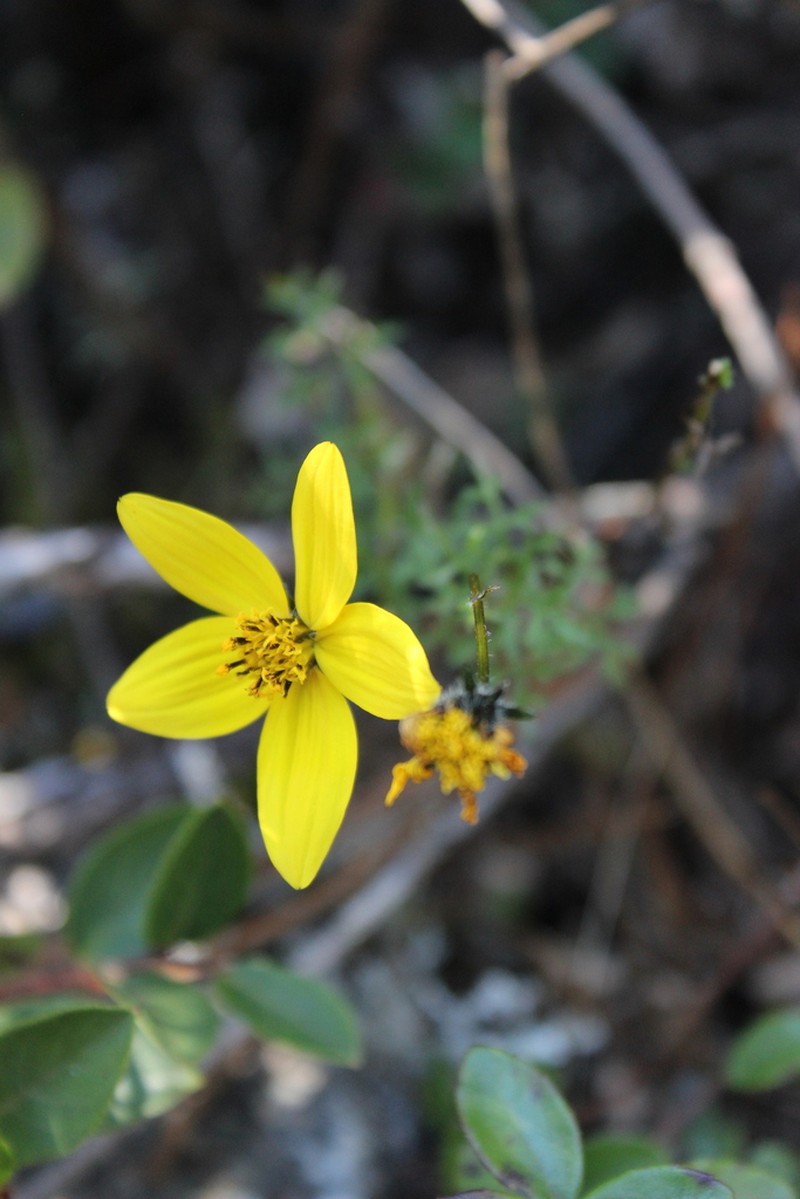 Bidens sharpii photo 7