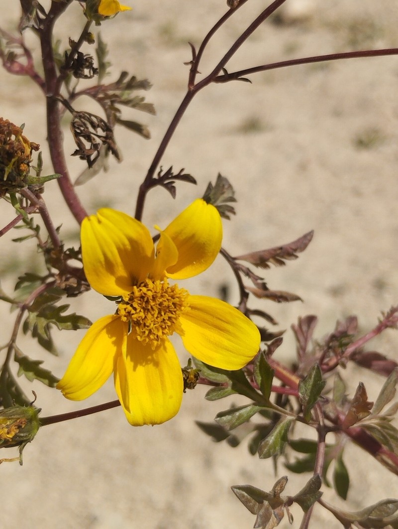 Bidens sharpii photo 8