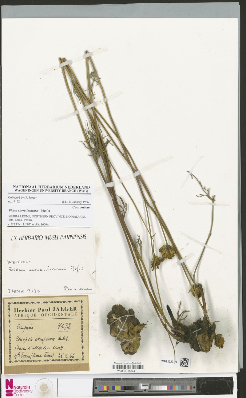 Bidens sierra-leonensis