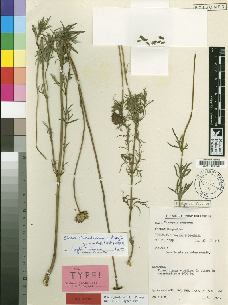 Bidens sierra-leonensis photo 2