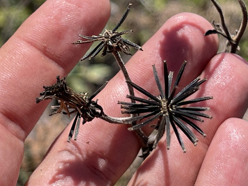 Bidens socorrensis