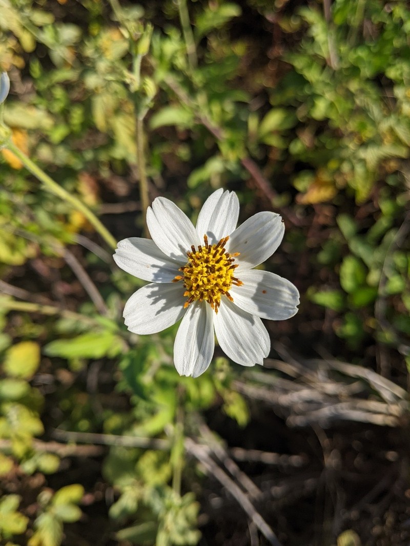 Bidens socorrensis photo 3