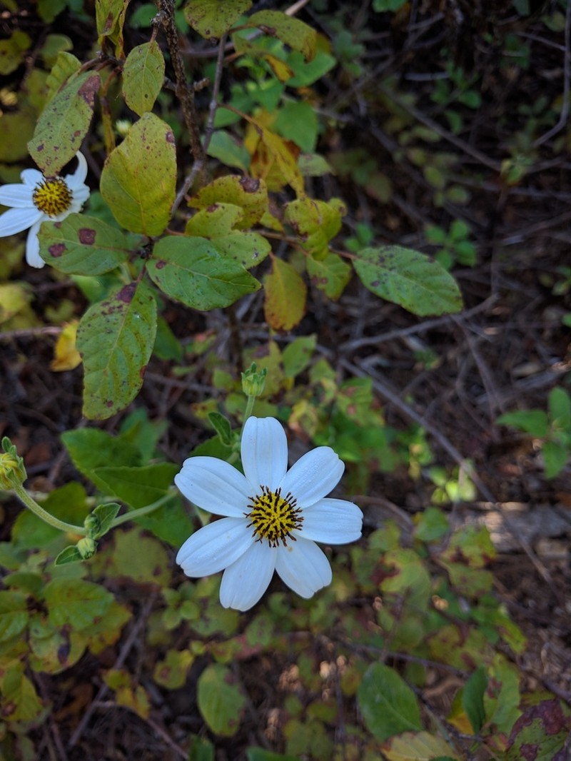 Bidens socorrensis photo 4