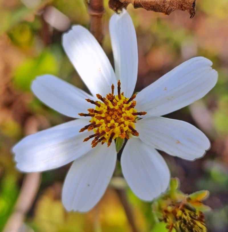 Bidens socorrensis photo 5