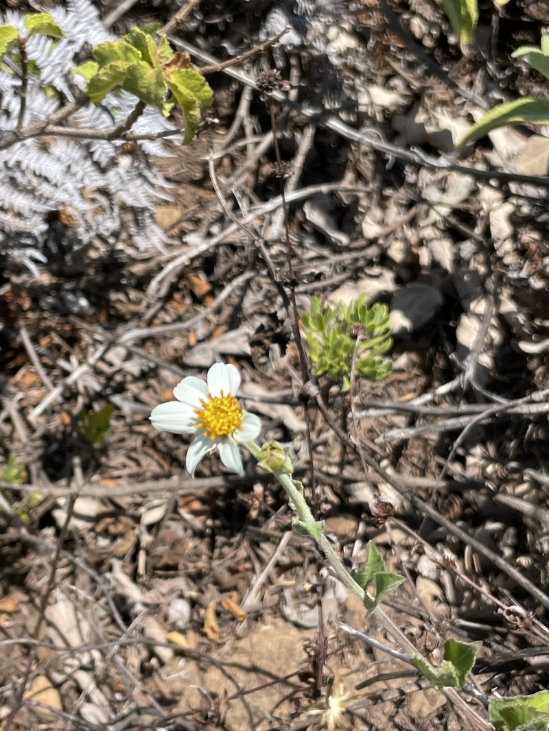 Bidens socorrensis photo 6