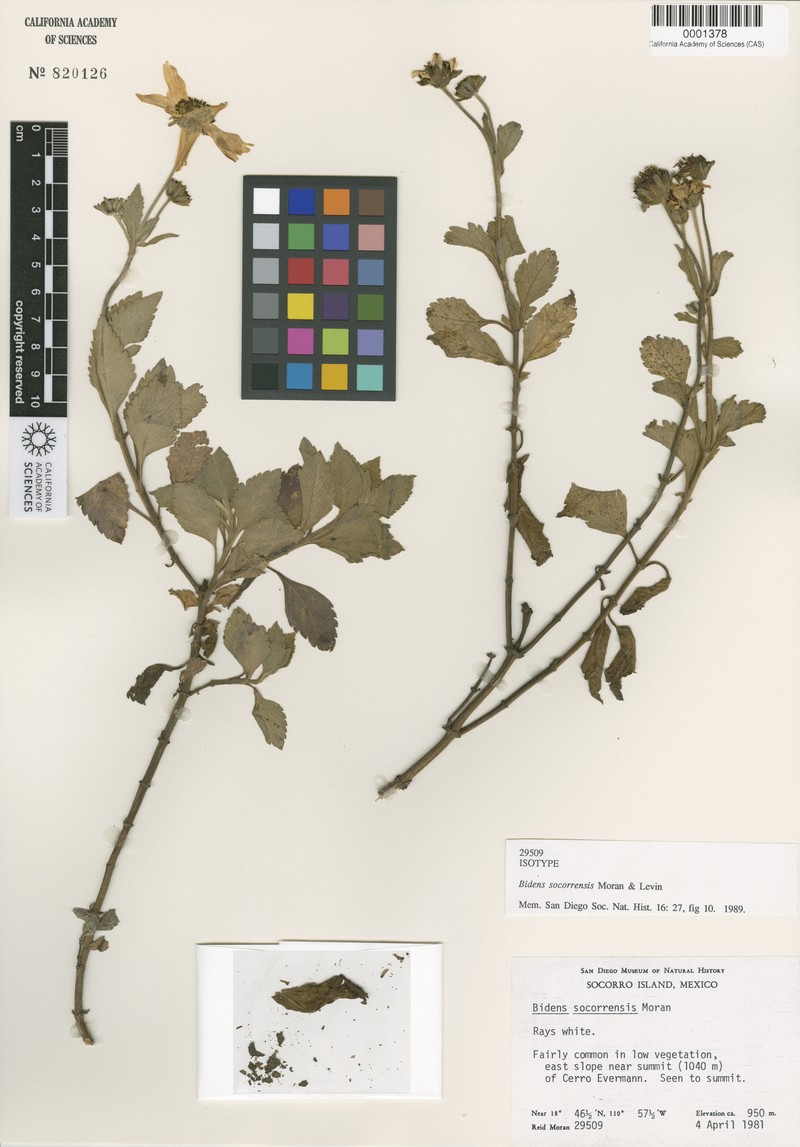 Bidens socorrensis photo 7