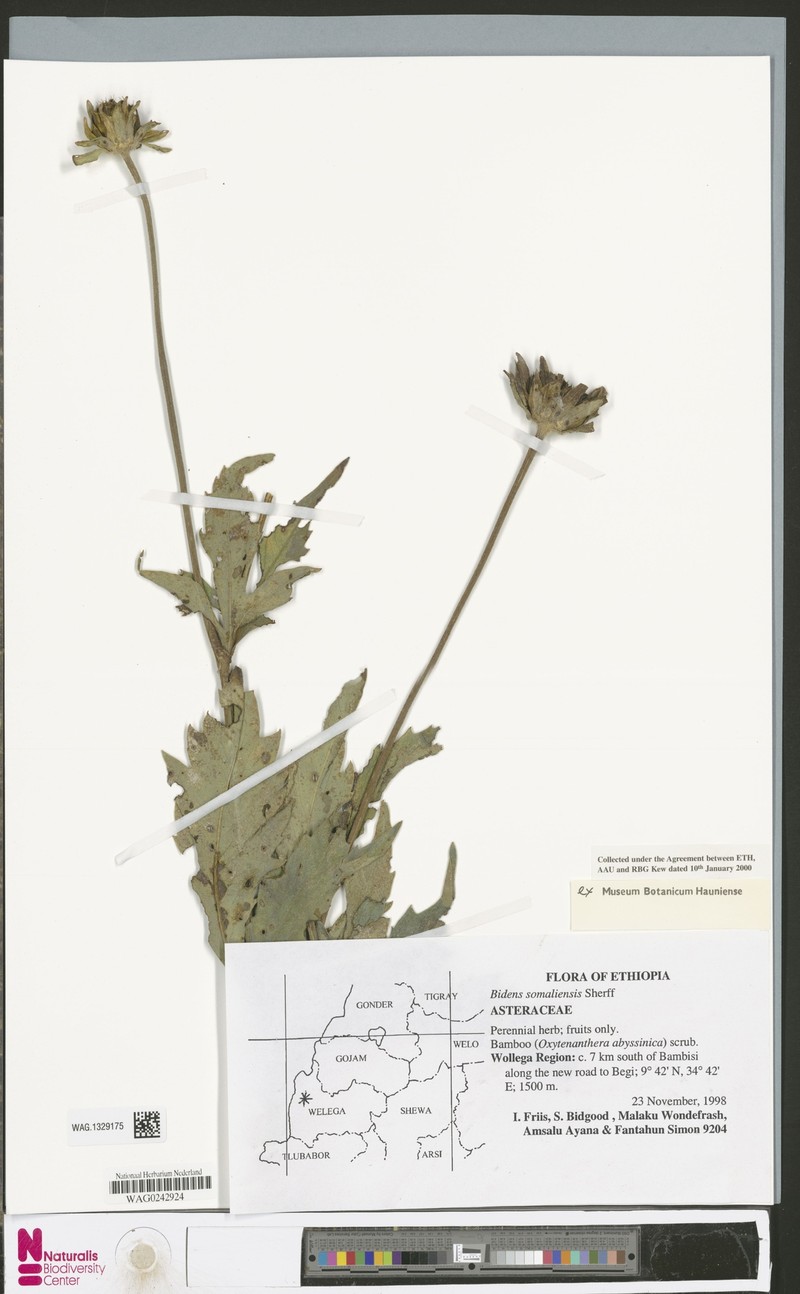 Bidens somaliensis