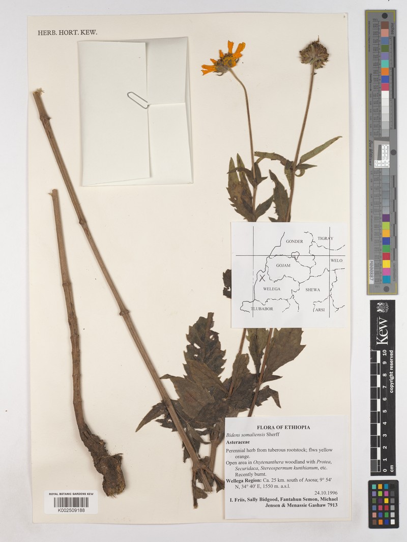 Bidens somaliensis photo 2