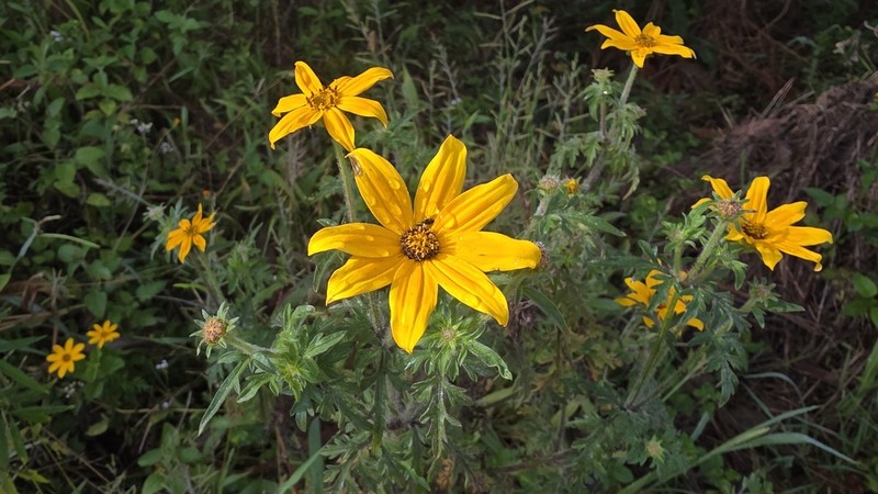 Bidens steppia