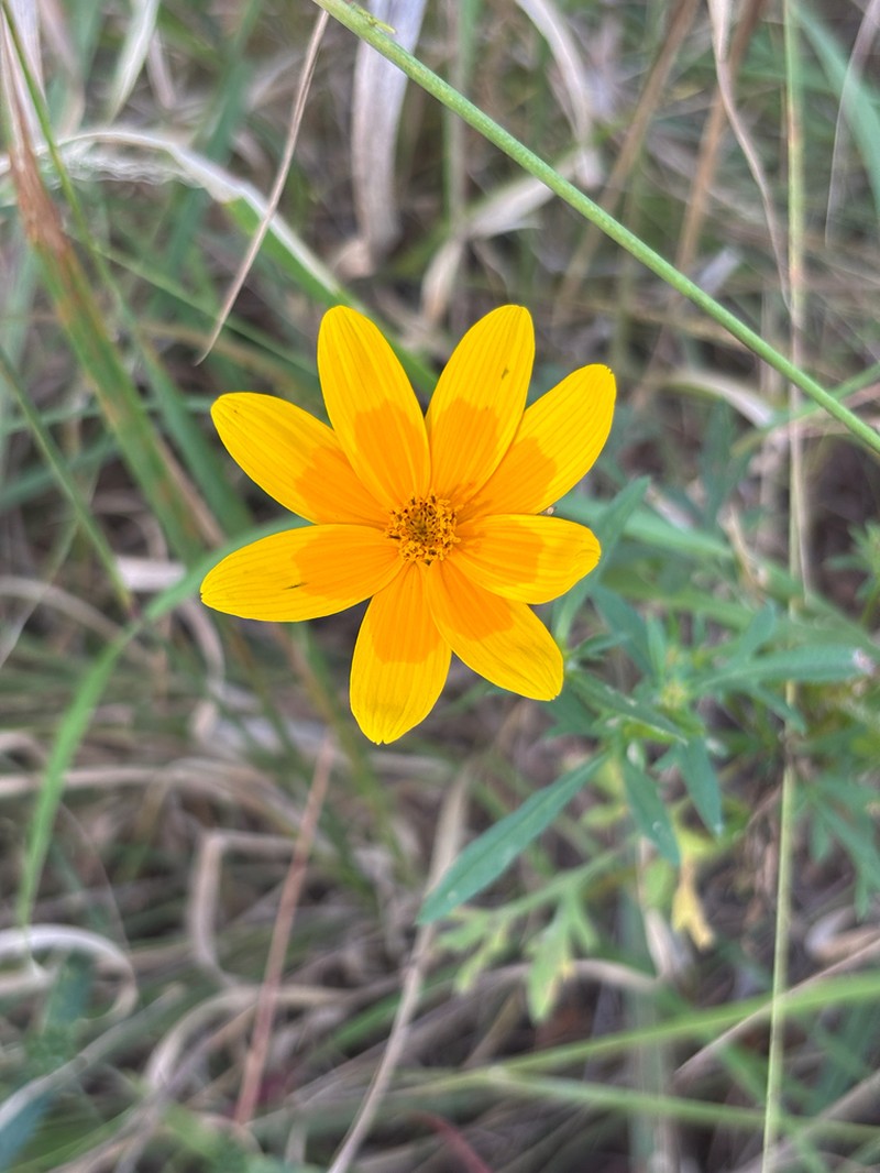 Bidens steppia photo 2