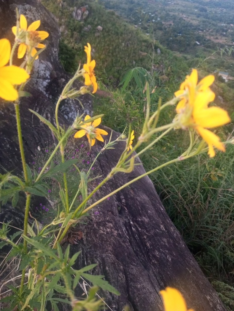Bidens steppia photo 3