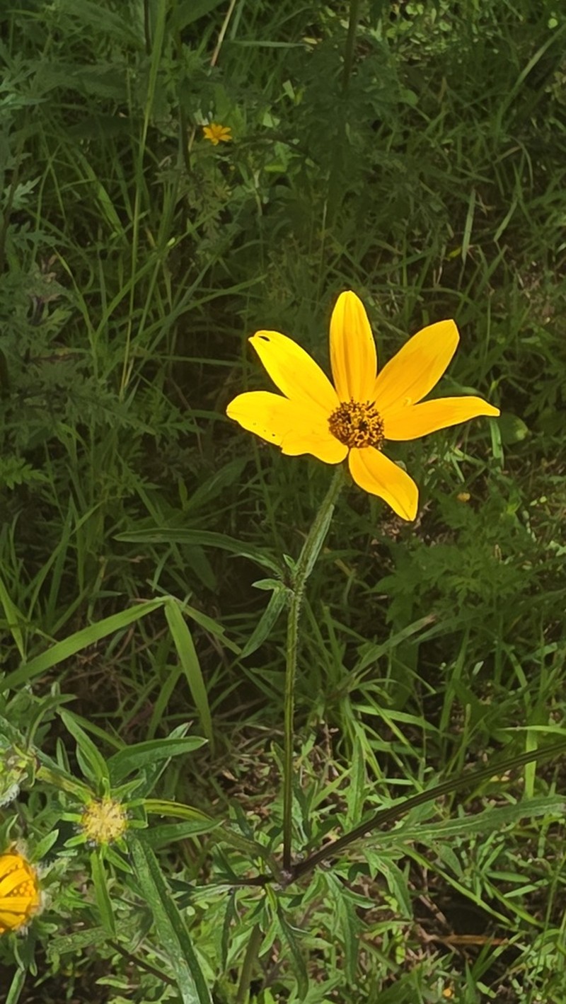 Bidens steppia photo 4