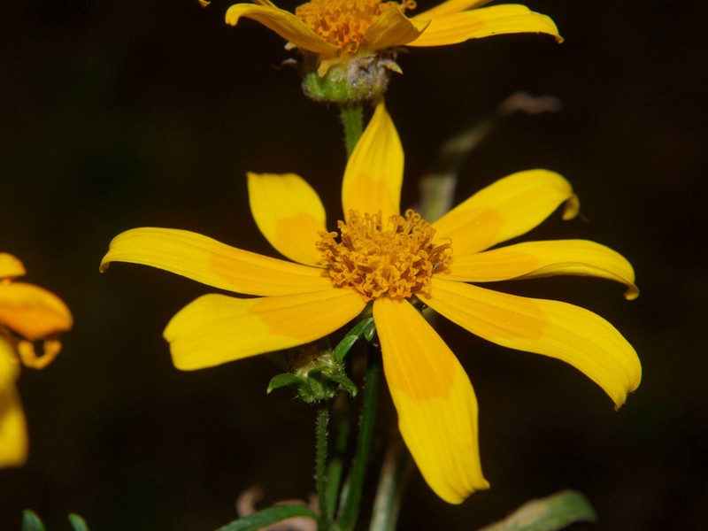 Bidens steppia photo 5