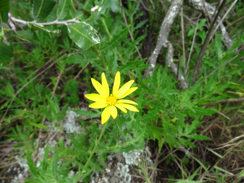 Bidens steppia photo 6