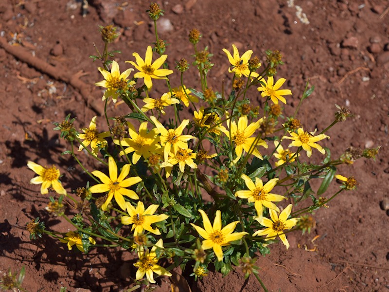 Bidens steppia photo 7