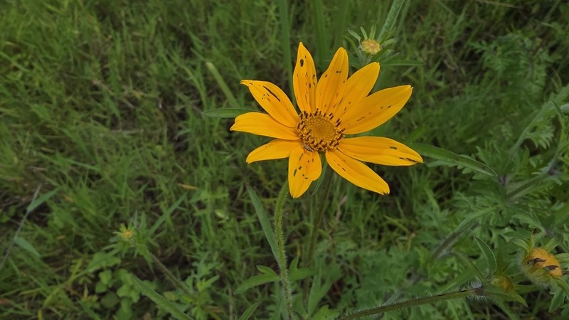 Bidens steppia photo 8