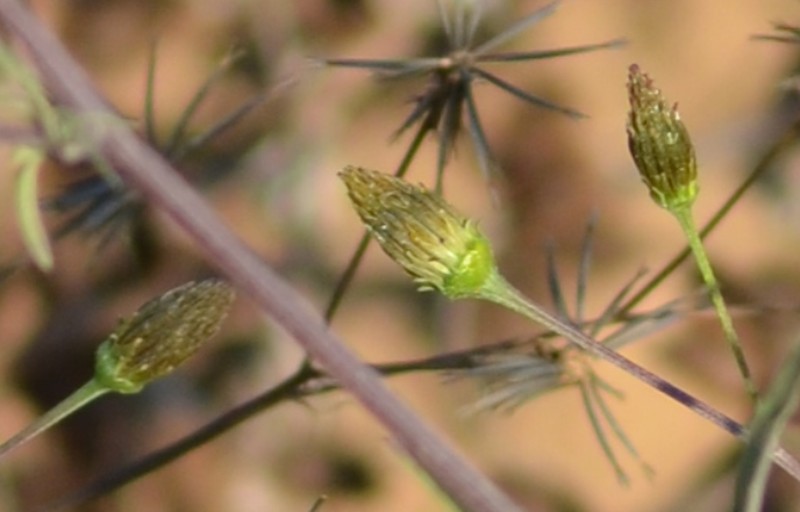 Bidens subalternans