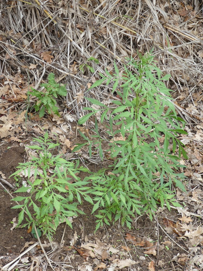 Bidens subalternans photo 3