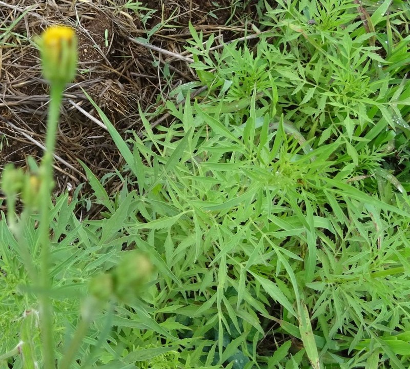 Bidens subalternans photo 4