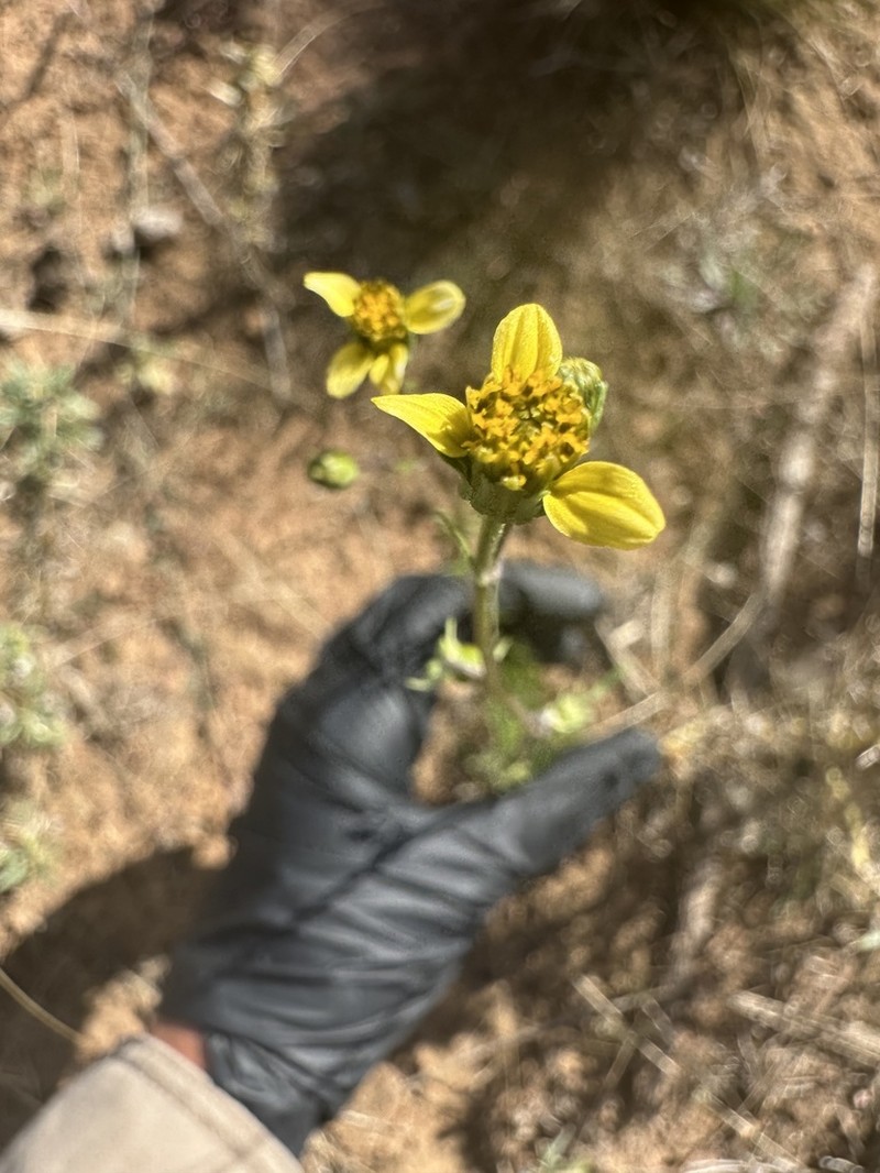 Bidens subalternans photo 6