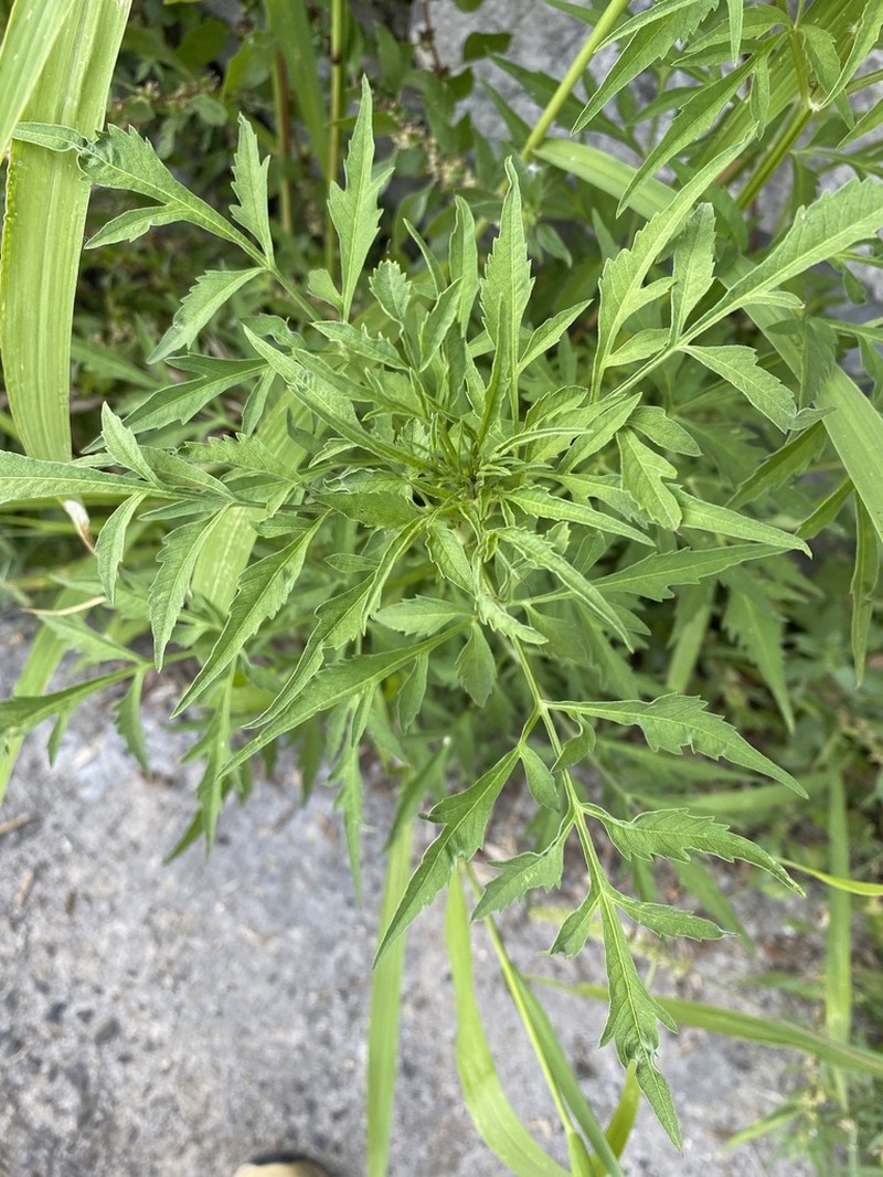 Bidens subalternans photo 7