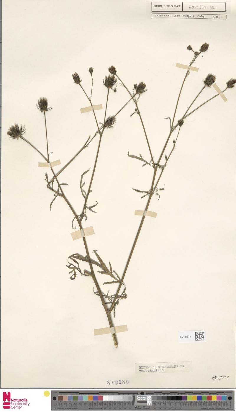Bidens subalternans var. simulans