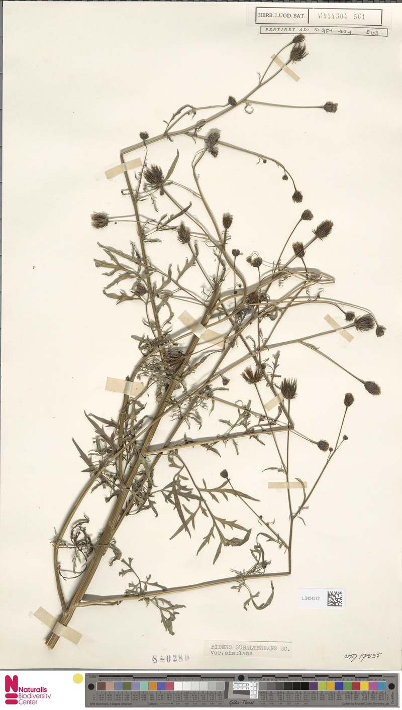 Bidens subalternans var. simulans photo 2